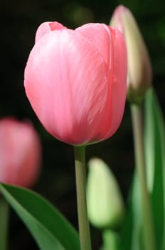 Single Pink Tulip