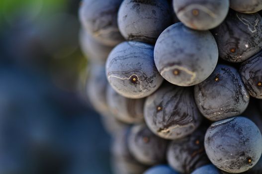 Red Grapes on the Vine