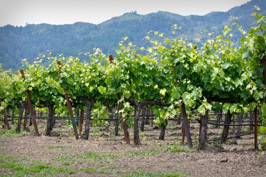 Rows of Grape Vines in Napa Valley California