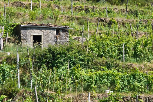 Vineyard in Tuscany