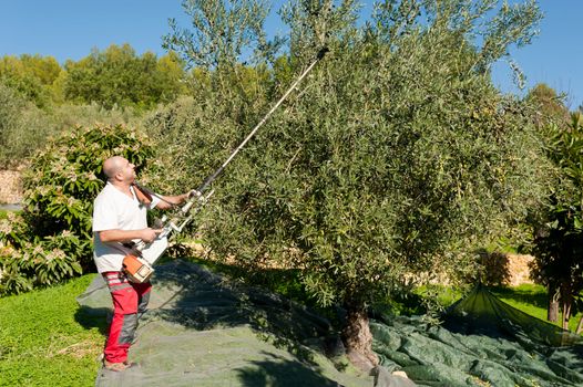 Agricultural worker at olive harvest, using a shaker tool