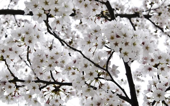 An Asian cherry tree in the springtime blooming with white and pink flowers