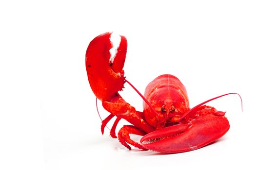 hello lobster isolated on white background