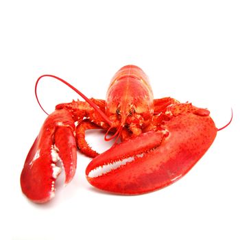 lobster isolated on white background