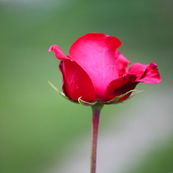  rose on nature green background