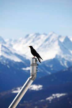 ice top mountains starling bird