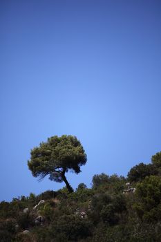 outdoor green park trees in mountains