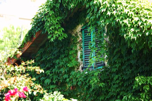 window in green foliage