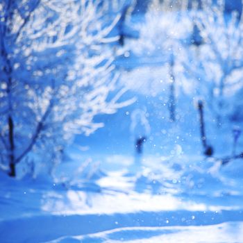  pine forest in snow