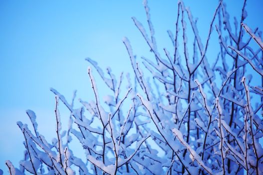  pine forest in snow
