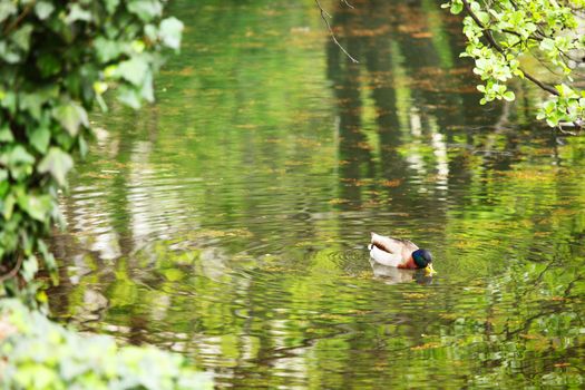 duck in green pond