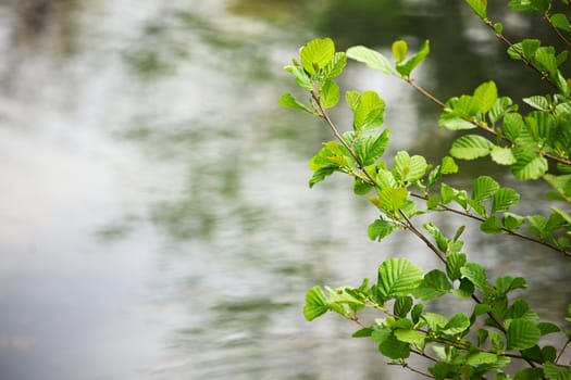 green foliage branch close up