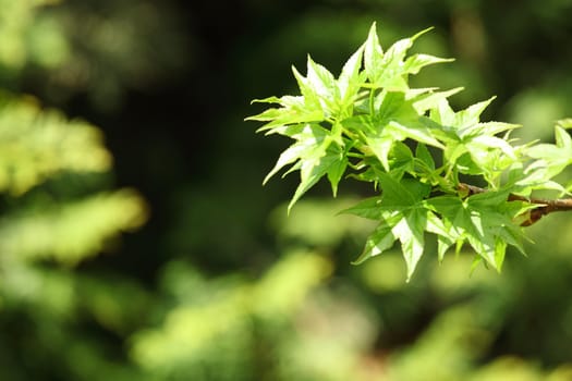  green foliage branch close up