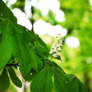 green foliage branch close up