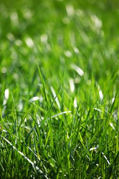 green grass macro close up