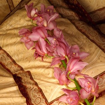 orchid on the pillow close up