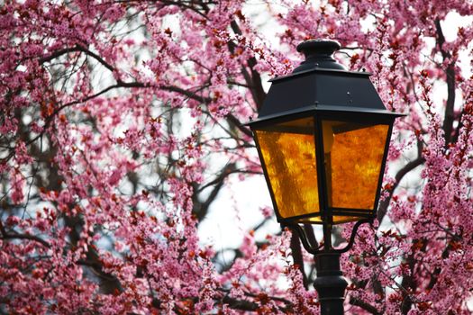lantern in lilac close 