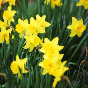 yellow narcissus in green grass