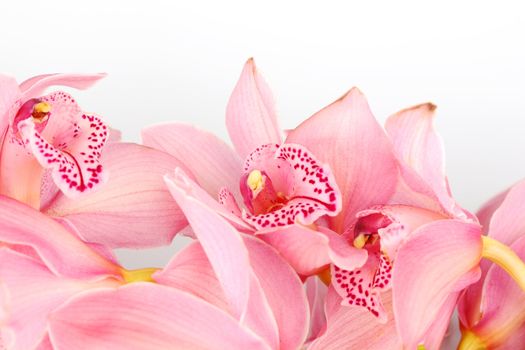 orchid isolated on white background