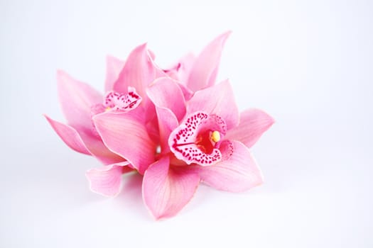 orchid isolated on white background