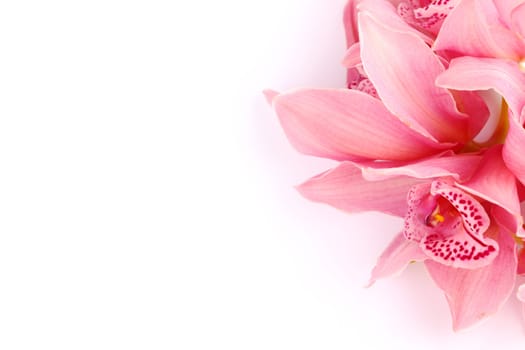 orchid isolated on white background
