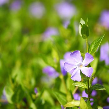 pink flower in green grass