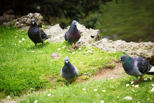 pigeon in the green grass