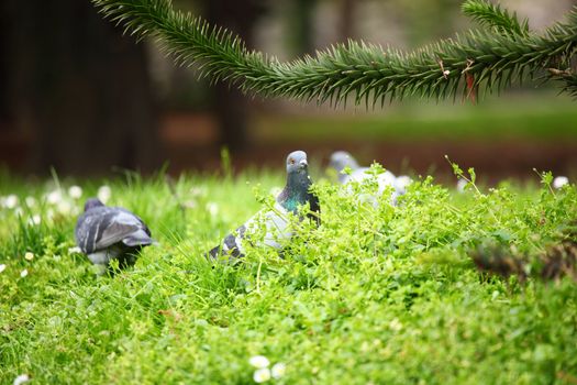 pigeon in the green grass