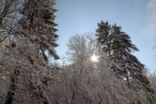 Winter landscape trees under snow