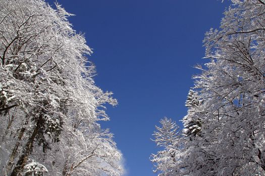 Winter landscape trees under snow