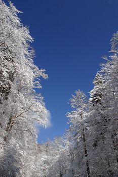 Winter landscape trees under snow