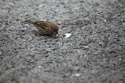  sparrow eat bread on ground