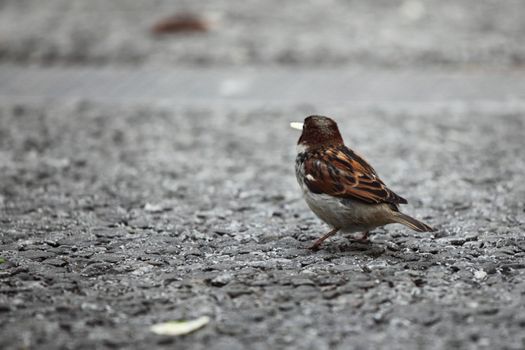  sparrow eat bread on ground