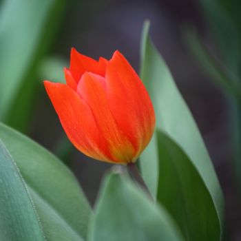red tulip close up macro