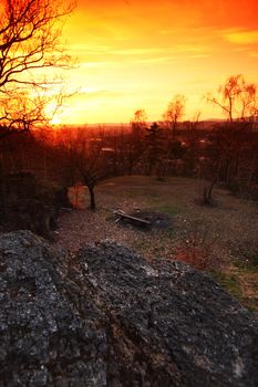 yellow spring forest sunrise