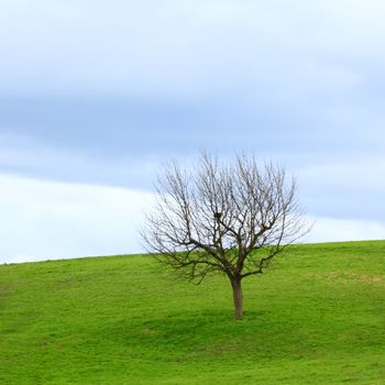 alone tree on green grass field