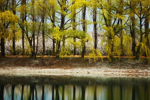 tree reflection in spring mountain lake