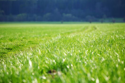 road in green village field