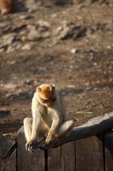 monkeys zoo very happy