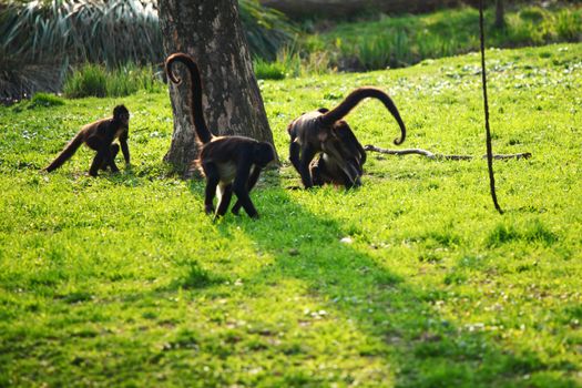 monkeys zoo very happy