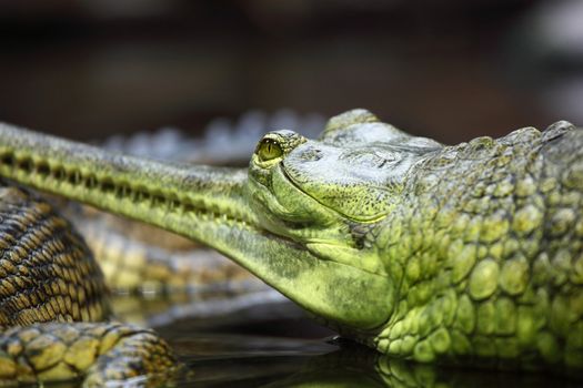 gavial crocodile close up macro