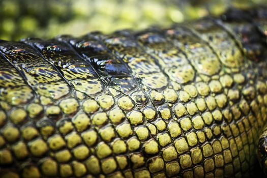 gavial crocodile close up macro