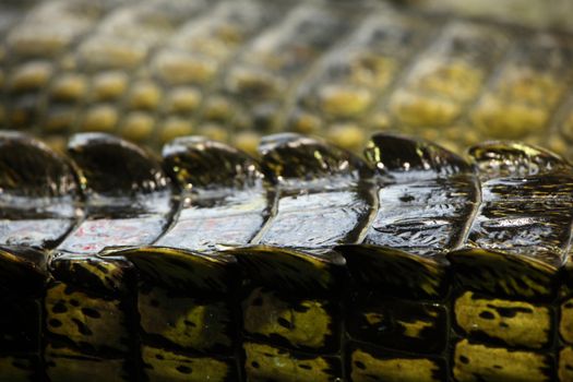 gavial crocodile close up macro