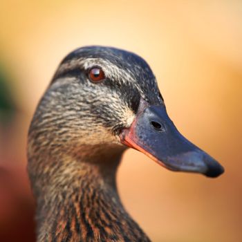 duck in zoo macro close up