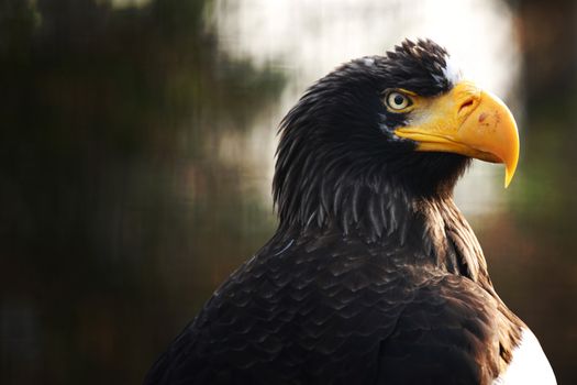 eagle close up portrait