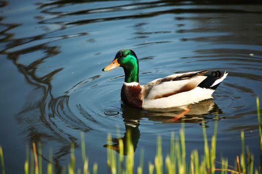 duck in zoo macro close up