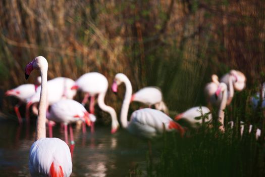 pink flamingo in zoo close up