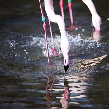 pink flamingo in zoo close up