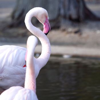 pink flamingo in zoo close up