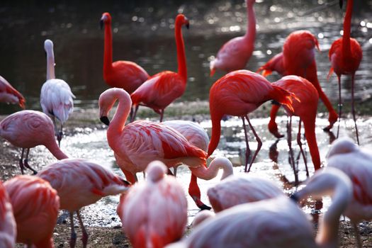 pink flamingo in zoo close up